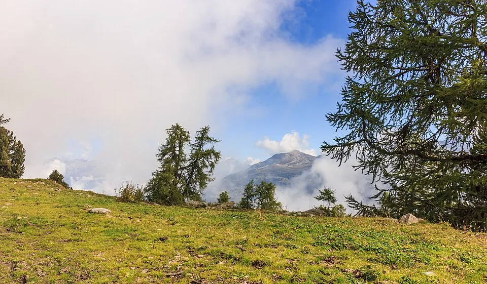 Európai vörösfenyő / Larix decidua