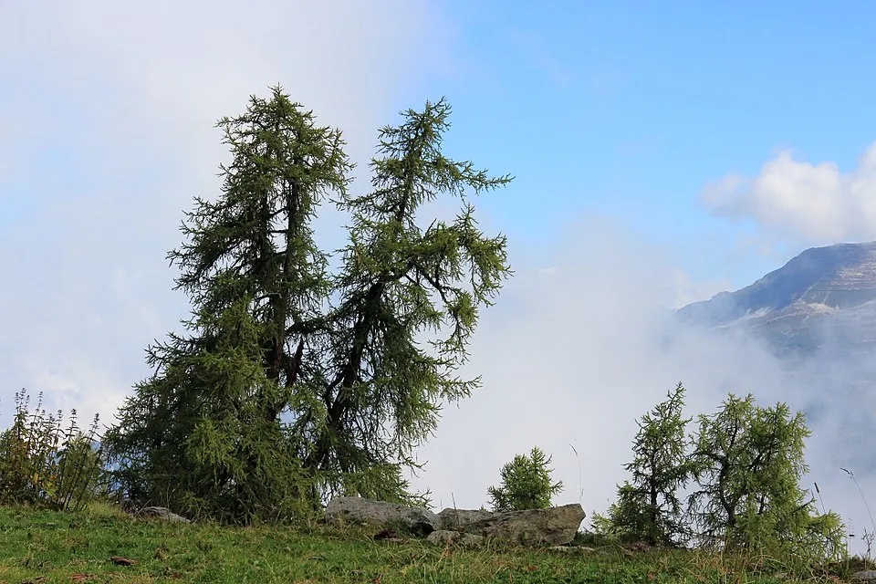 Európai vörösfenyő / Larix decidua