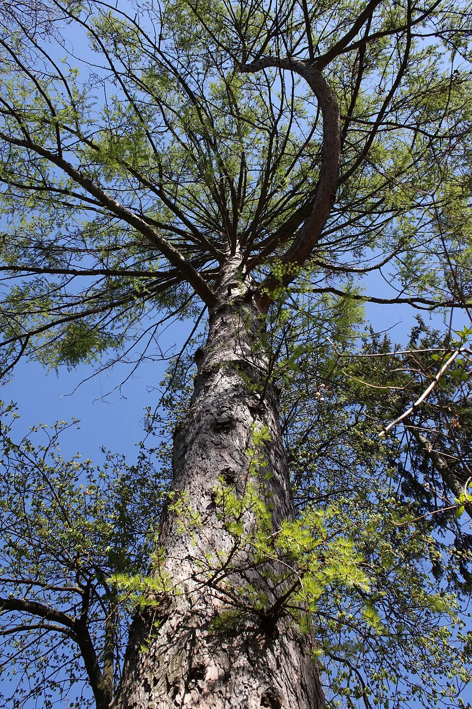 Európai vörösfenyő / Larix decidua