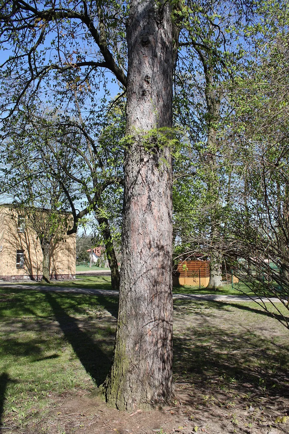 Európai vörösfenyő / Larix decidua