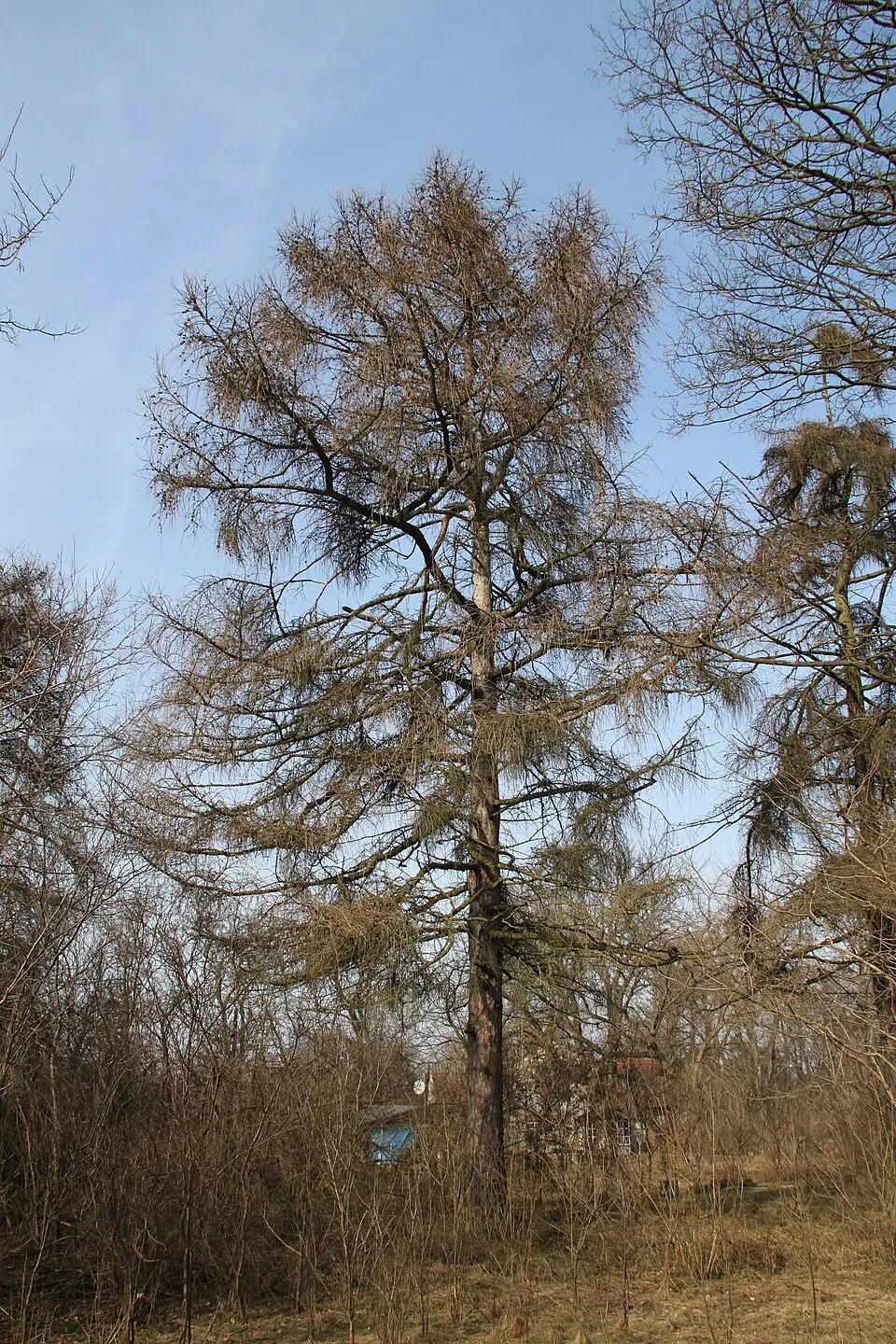 Európai vörösfenyő / Larix decidua