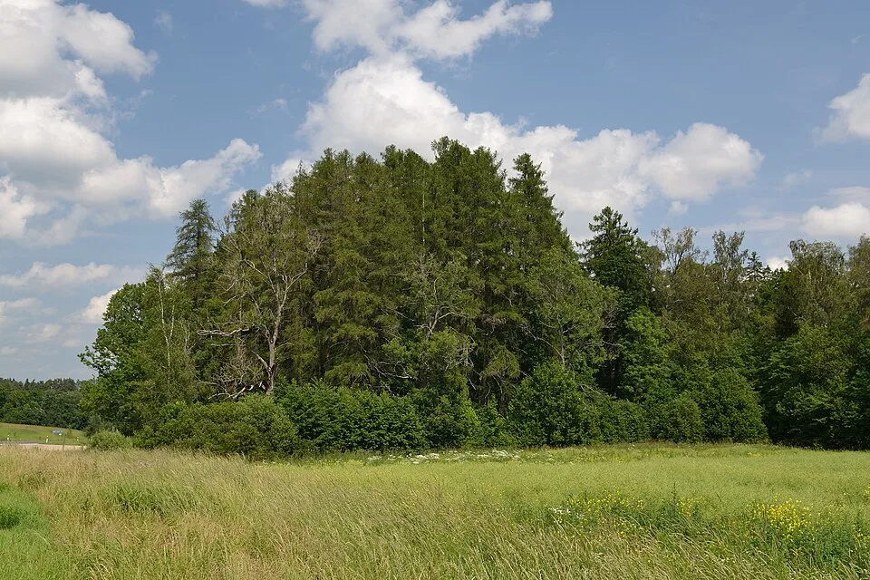 Európai vörösfenyő / Larix decidua