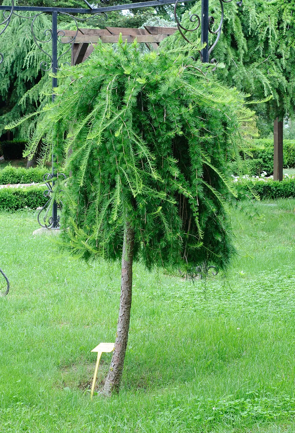 Európai vörösfenyő / Larix decidua