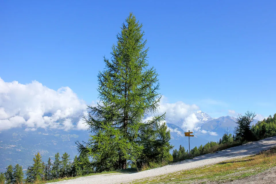 Európai vörösfenyő / Larix decidua