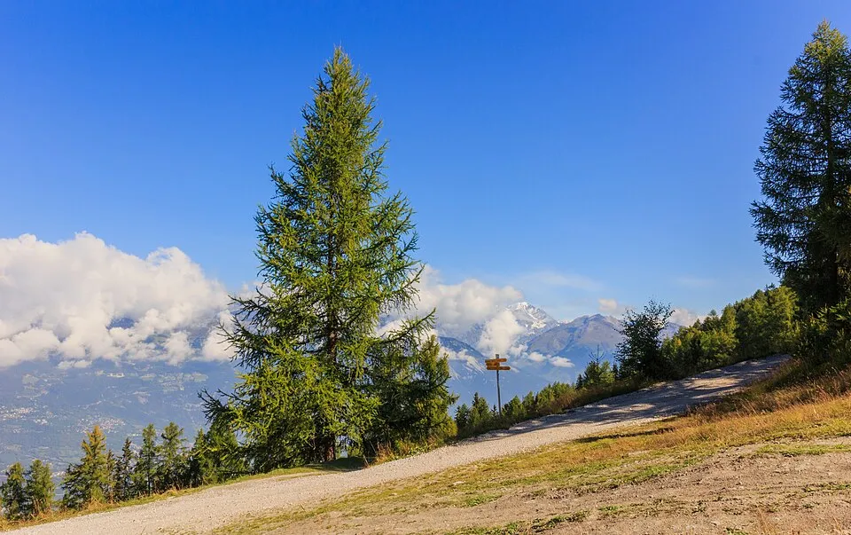Európai vörösfenyő / Larix decidua