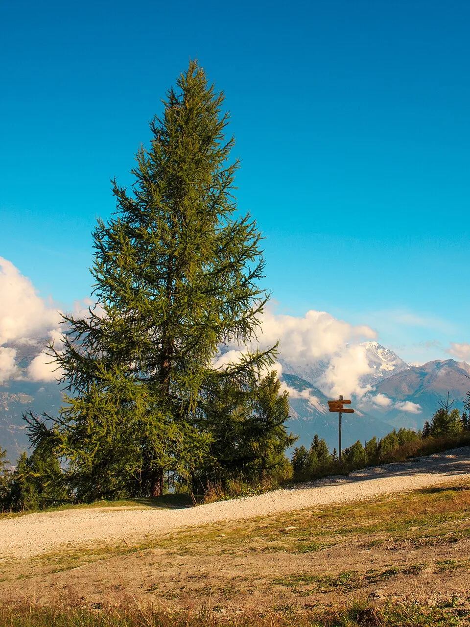 Európai vörösfenyő / Larix decidua