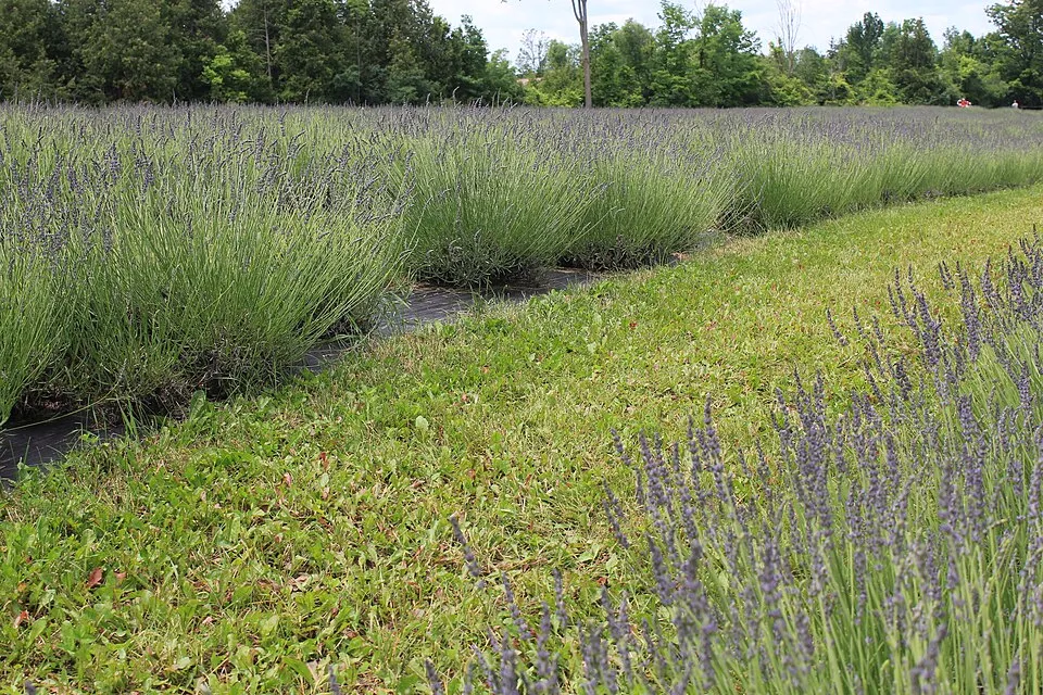 Törpe, kék virágú levendula / Lavandula angustifolia 'Dwarf Blue'