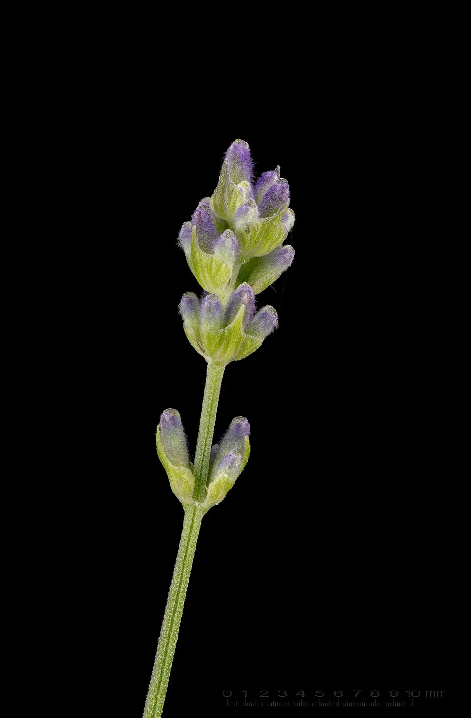 Törpe, kék virágú levendula / Lavandula angustifolia 'Dwarf Blue'