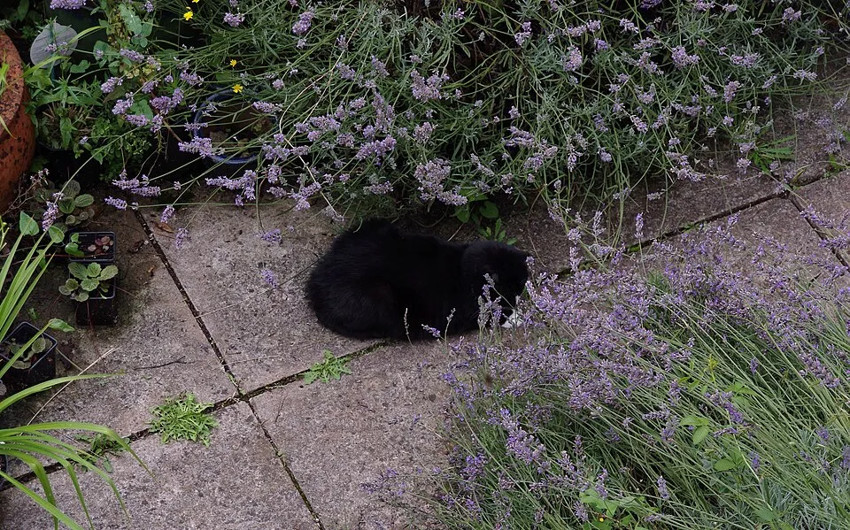 Törpe, kék virágú levendula / Lavandula angustifolia 'Dwarf Blue'