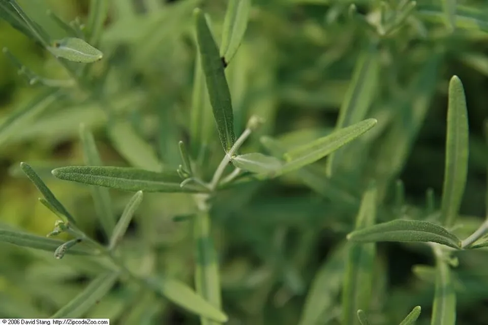 Sötétlila virágú angol levendula / Lavandula angustifolia 'Hidcote'