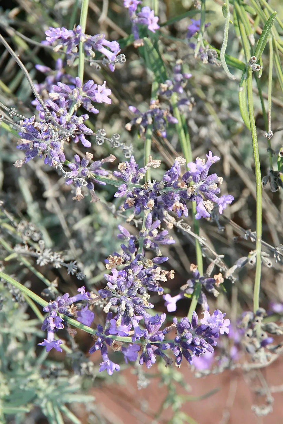 Sötétlila virágú angol levendula / Lavandula angustifolia 'Hidcote'