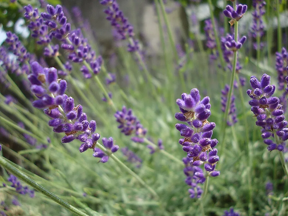 Sötétlila virágú angol levendula / Lavandula angustifolia 'Hidcote'