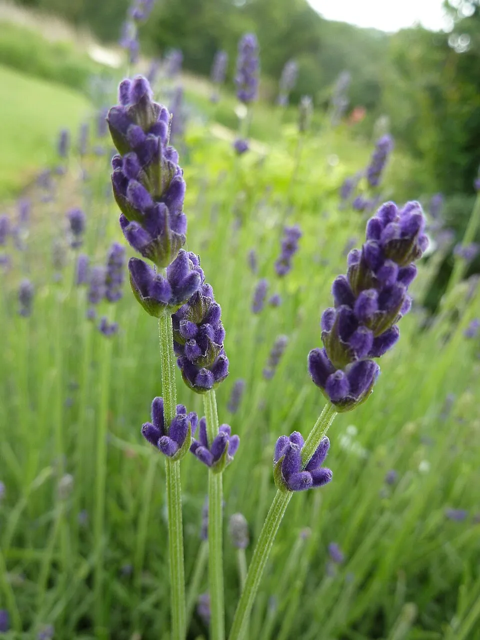 Sötétlila virágú angol levendula / Lavandula angustifolia 'Hidcote'