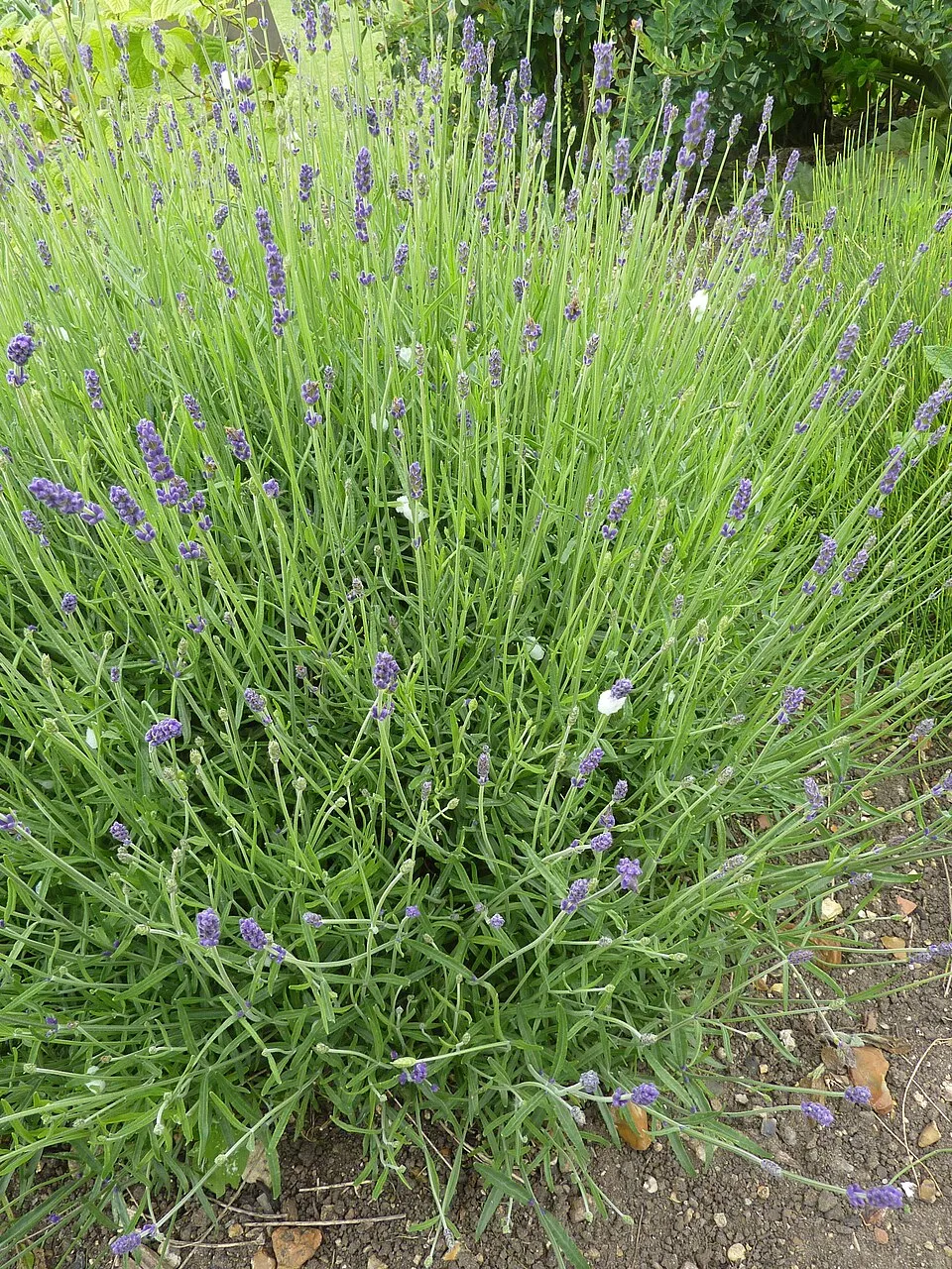 Sötétlila virágú angol levendula / Lavandula angustifolia 'Hidcote'
