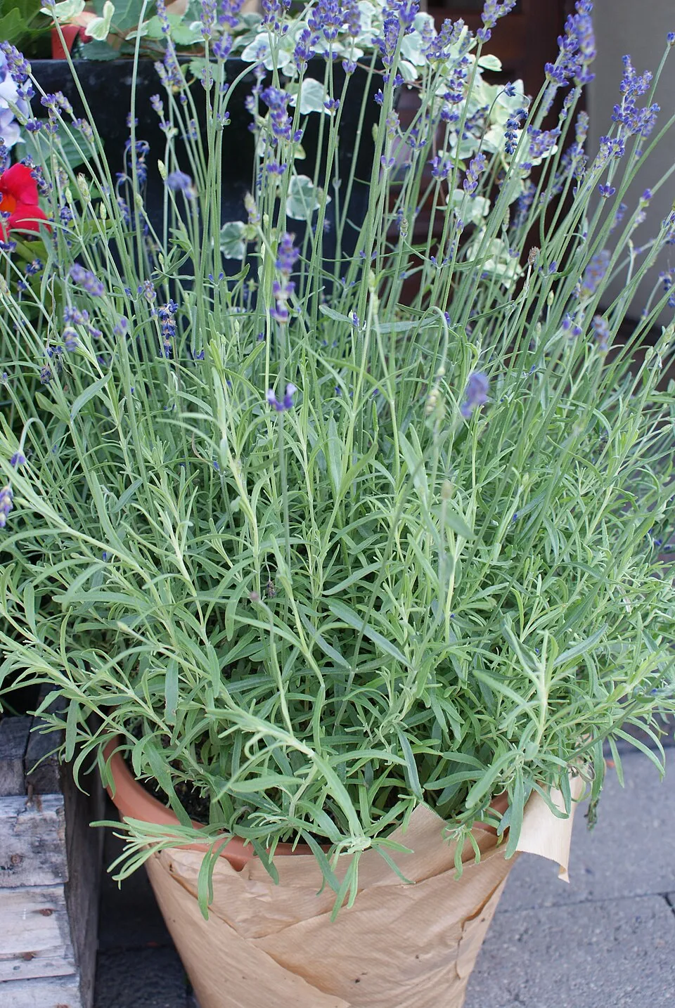 Sötétlila virágú angol levendula / Lavandula angustifolia 'Hidcote'