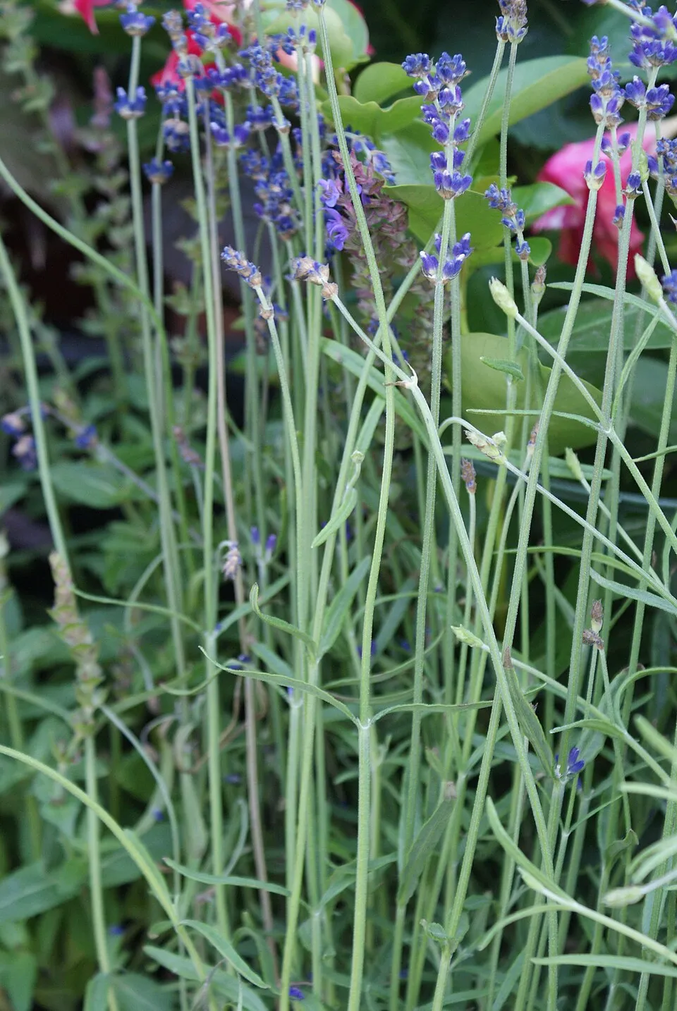 Sötétlila virágú angol levendula / Lavandula angustifolia 'Hidcote'