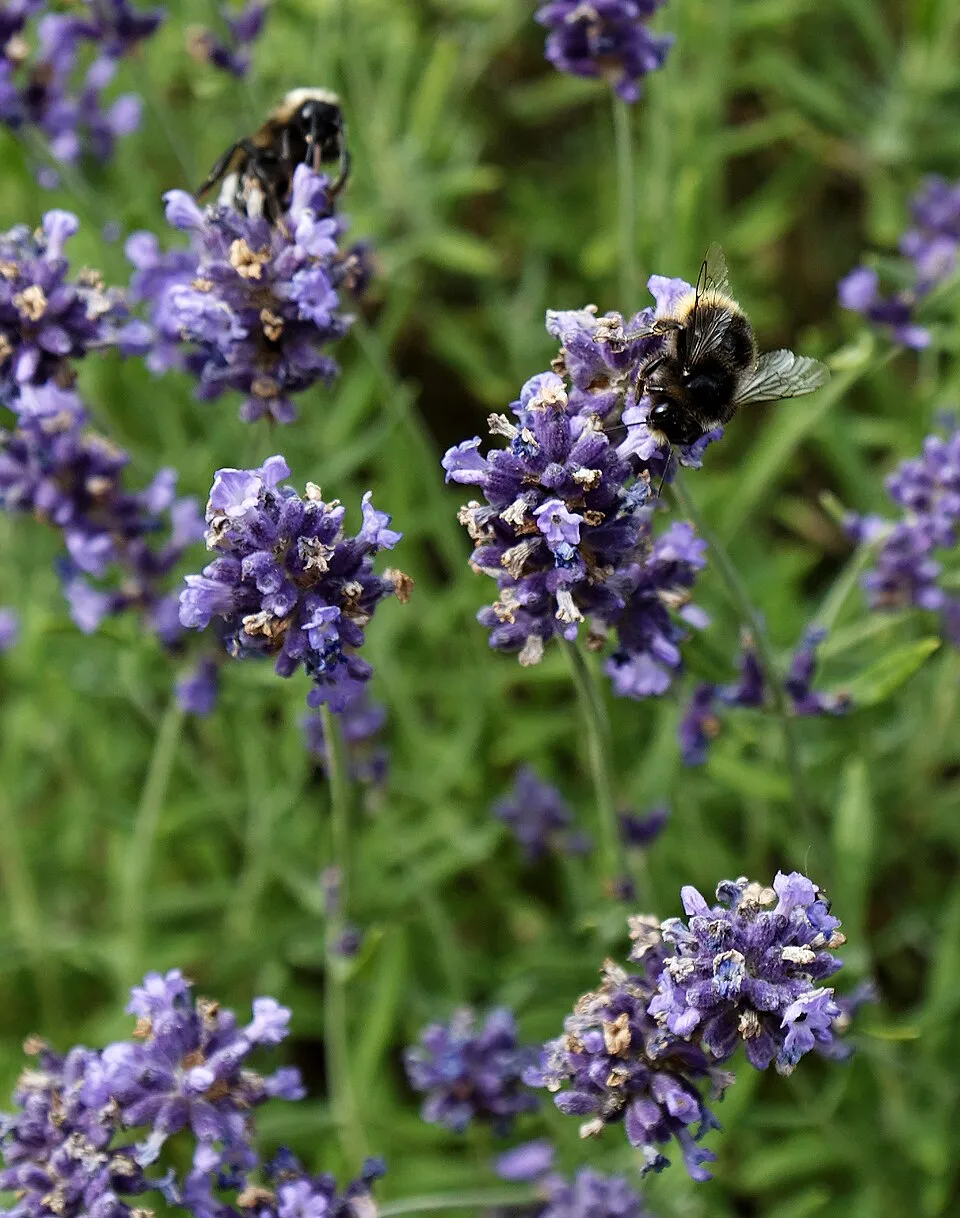 Sötétlila virágú angol levendula / Lavandula angustifolia 'Hidcote'