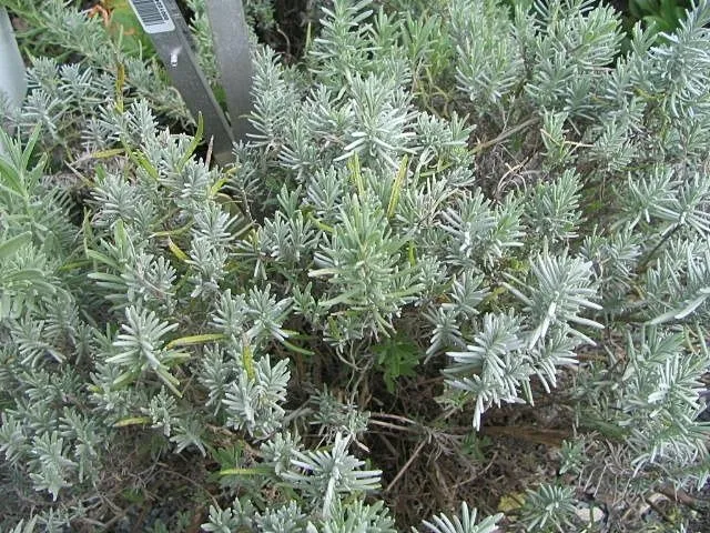 Sötétlila virágú angol levendula / Lavandula angustifolia 'Hidcote'