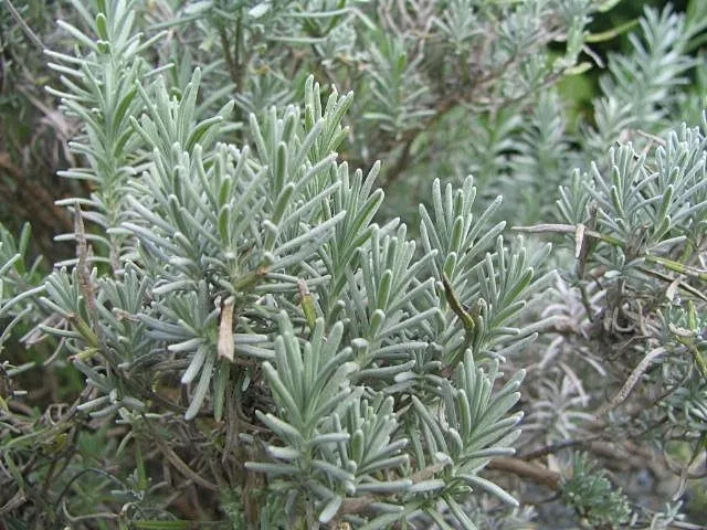 Sötétlila virágú angol levendula / Lavandula angustifolia 'Hidcote'