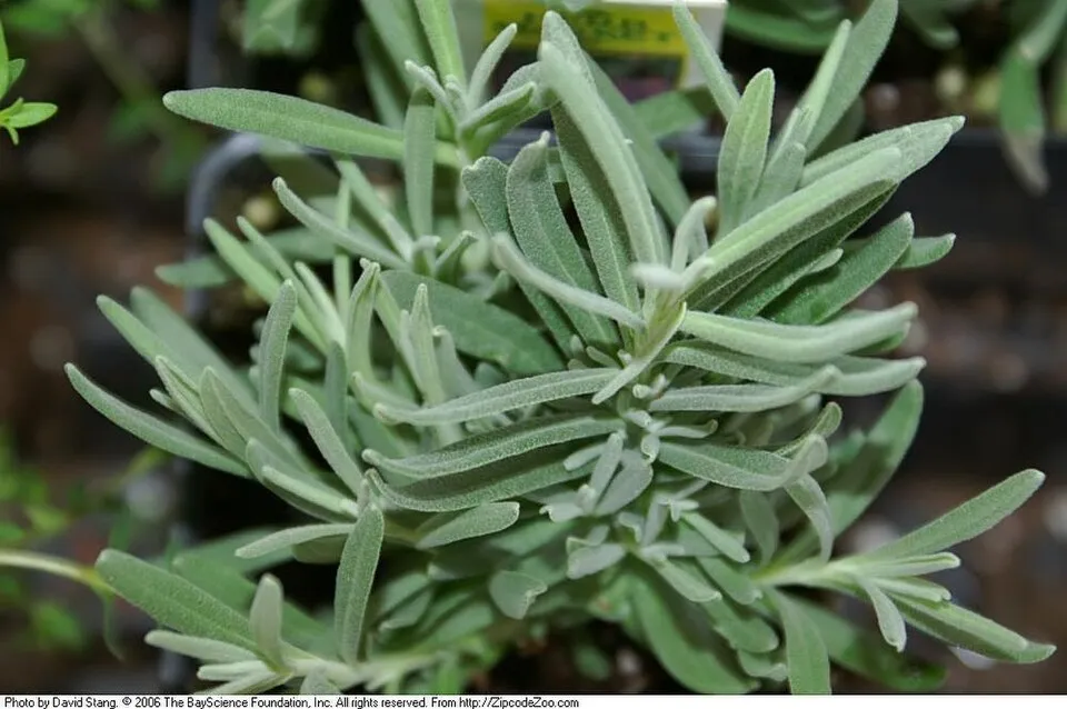 Sötétlila virágú angol levendula / Lavandula angustifolia 'Hidcote'