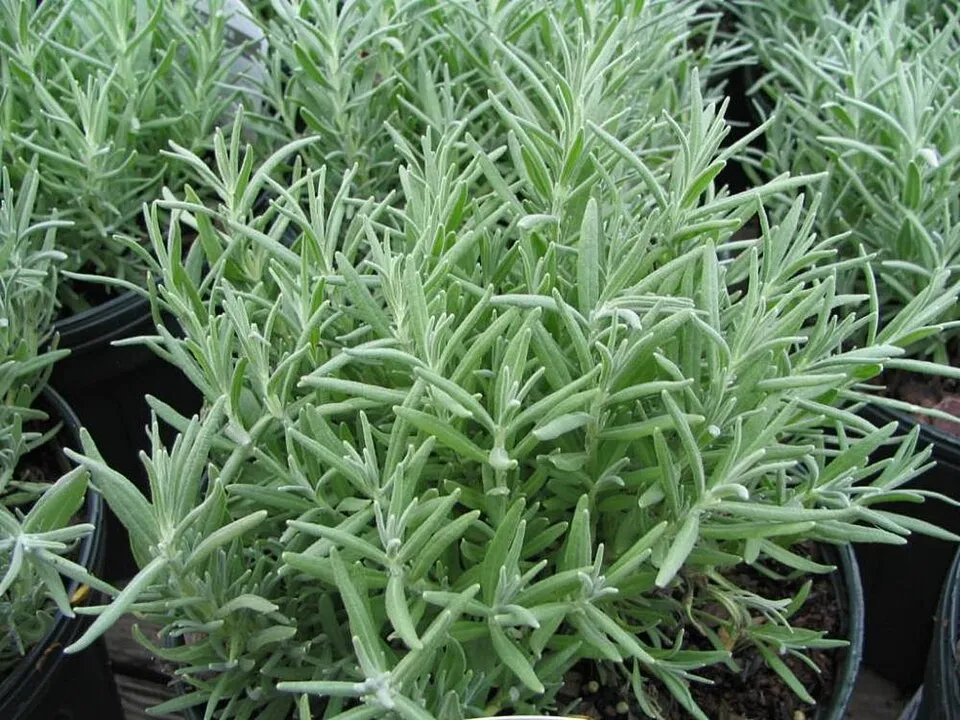 Sötétlilás-kék virágú angol levendula / Lavandula angustifolia 'Munstead'
