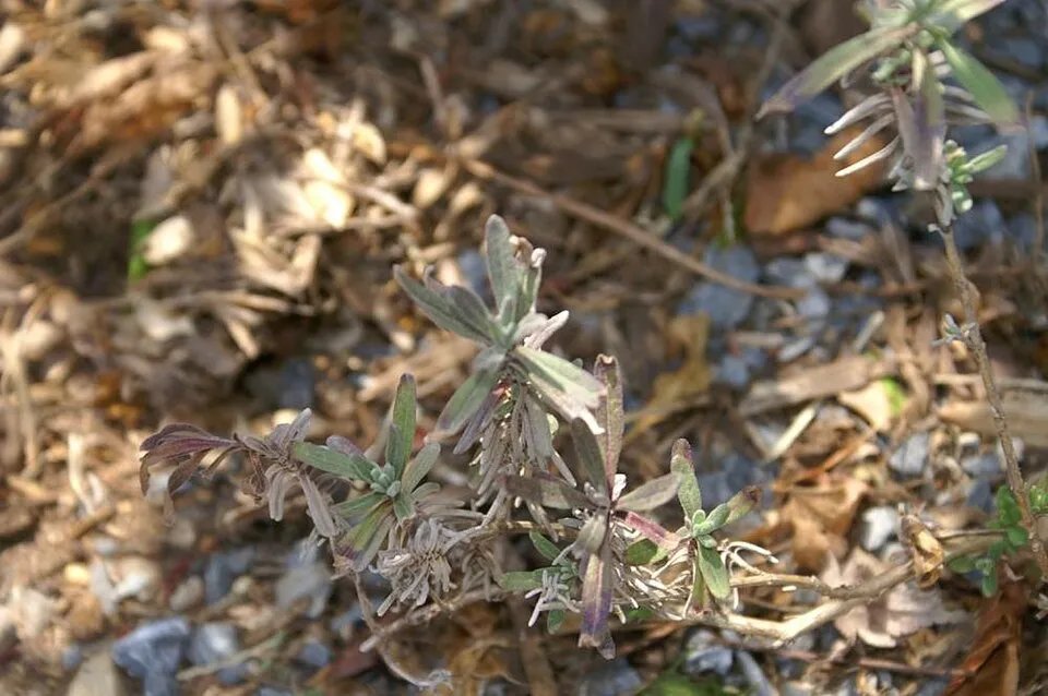Sötétlilás-kék virágú angol levendula / Lavandula angustifolia 'Munstead'