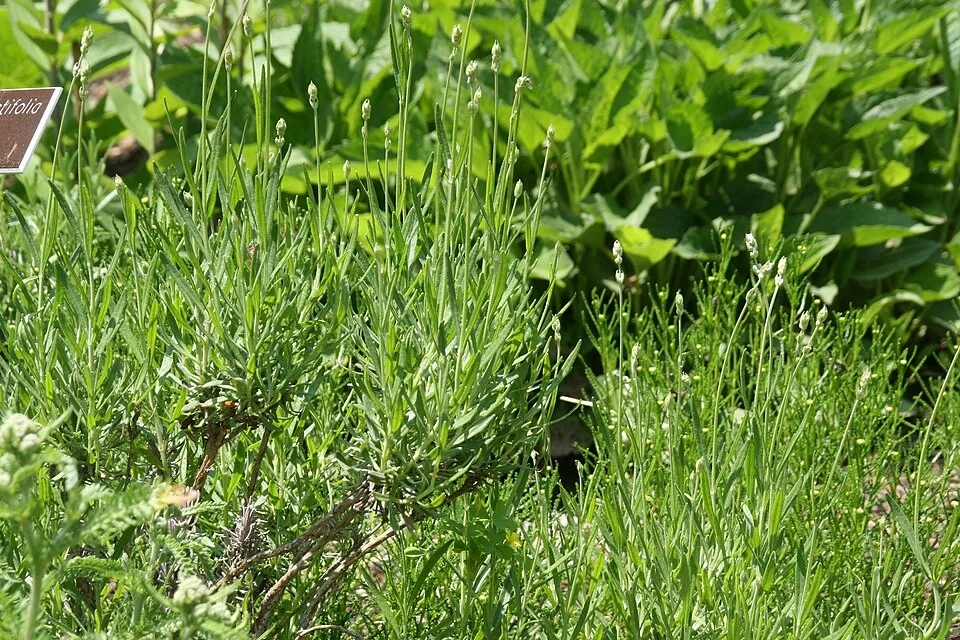 Sötétlilás-kék virágú angol levendula / Lavandula angustifolia 'Munstead'