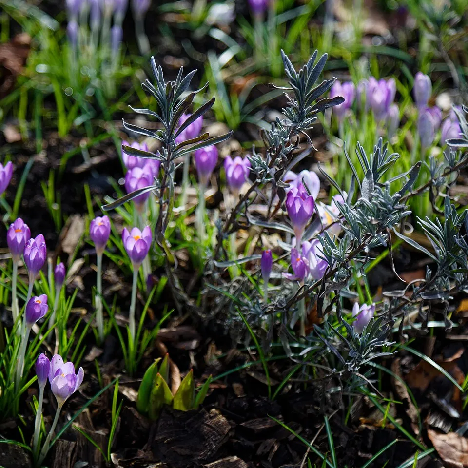 Sötétlilás-kék virágú angol levendula / Lavandula angustifolia 'Munstead'