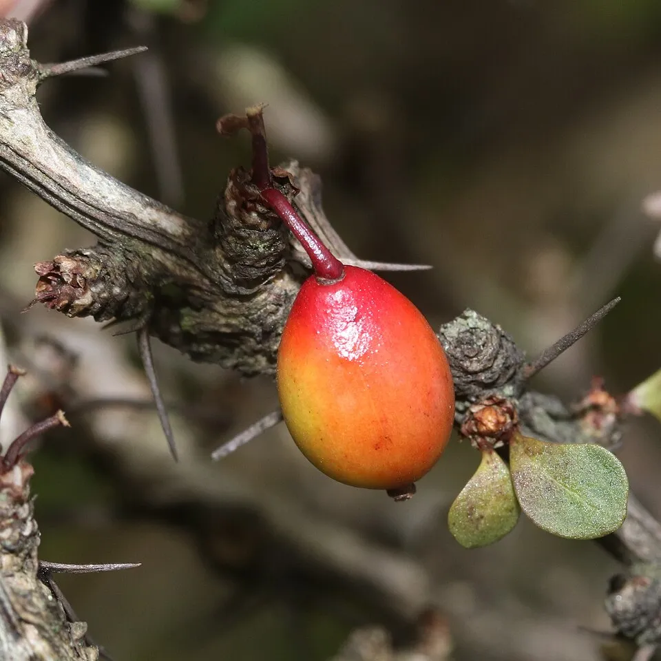 Japán vérborbolya / Berberis thunbergii 'Carmen'