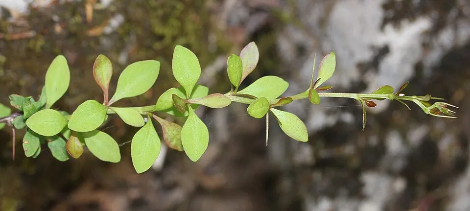 Japán vérborbolya / Berberis thunbergii 'Carmen'
