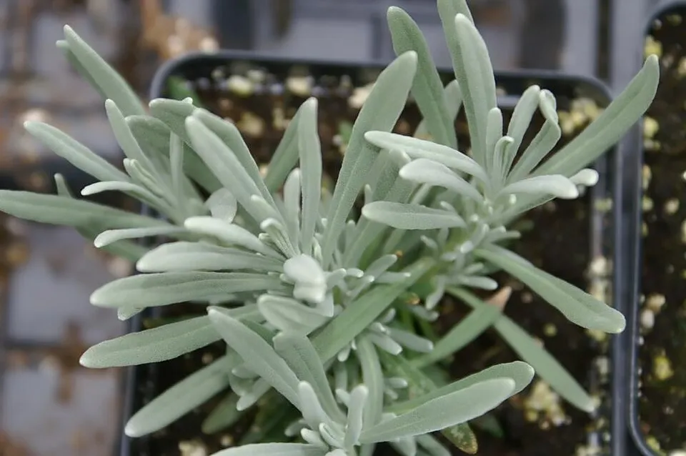 Halványkék virágú, ezüstös levelű, francia levendula / Lavandula x intermedia 'Grappenhall'