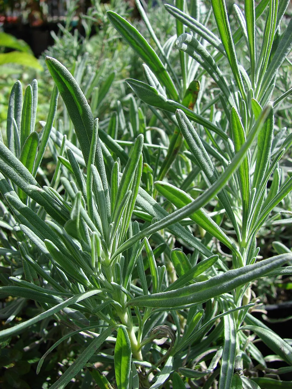 Halványkék virágú, ezüstös levelű, francia levendula / Lavandula x intermedia 'Grappenhall'