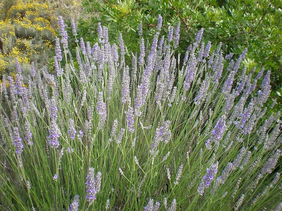 Halványkék virágú, ezüstös levelű, francia levendula / Lavandula x intermedia 'Grappenhall'
