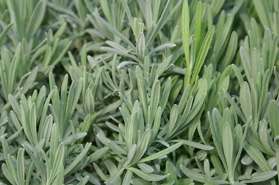 Illatos francia levendula / Lavandula x intermedia 'Phenomenal'