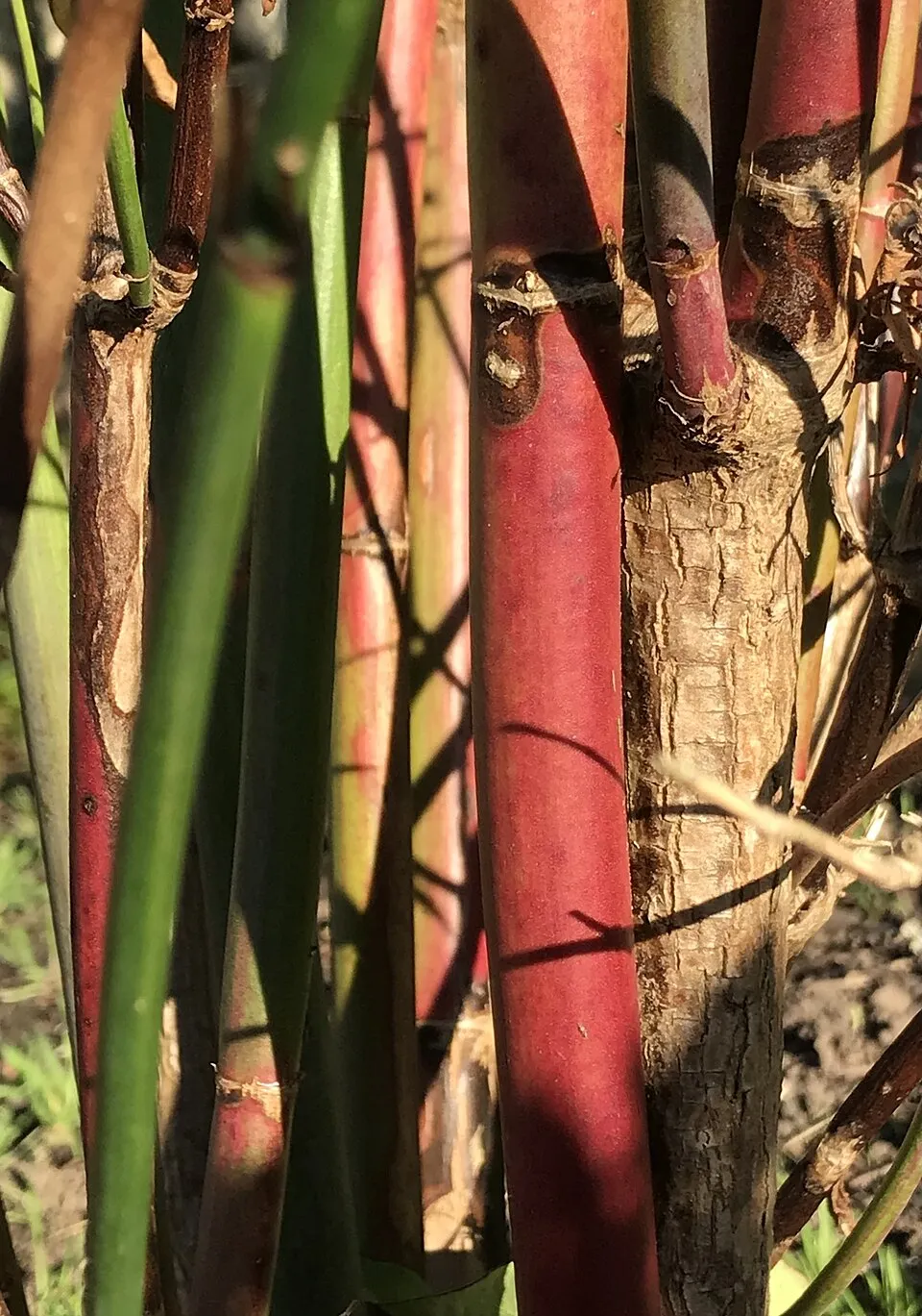 Himalájai fácánbogyó / Leycesteria formosa