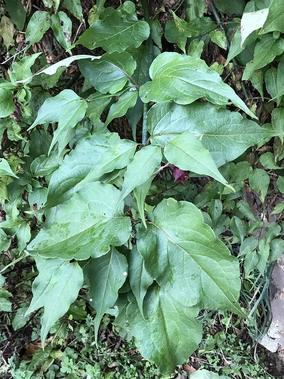 Himalájai fácánbogyó / Leycesteria formosa