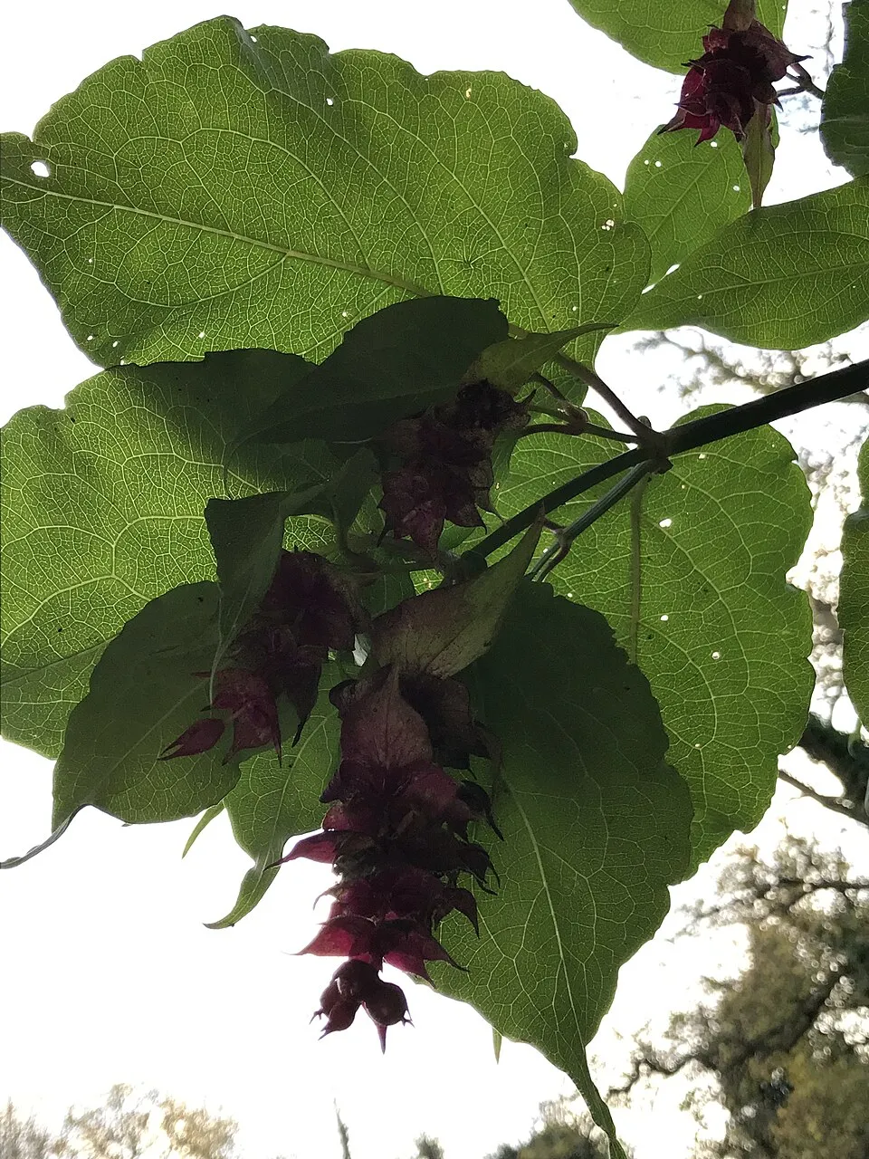 Himalájai fácánbogyó / Leycesteria formosa