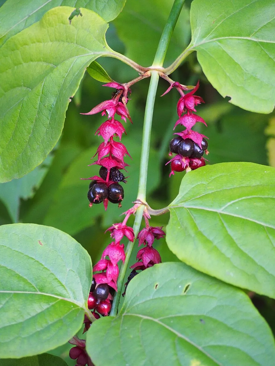 Himalájai fácánbogyó / Leycesteria formosa