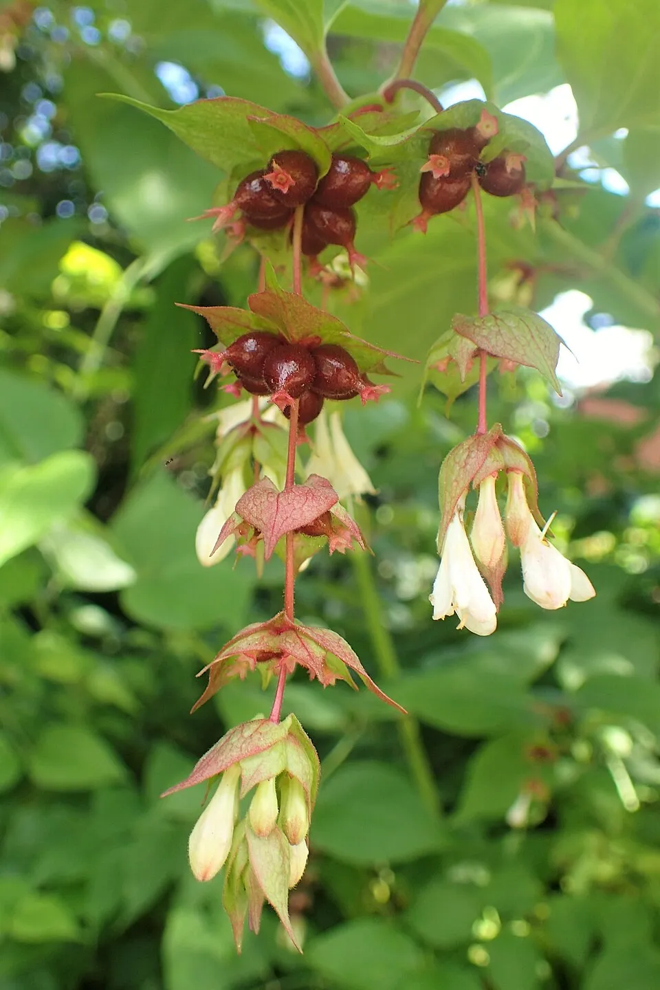 Himalájai fácánbogyó / Leycesteria formosa