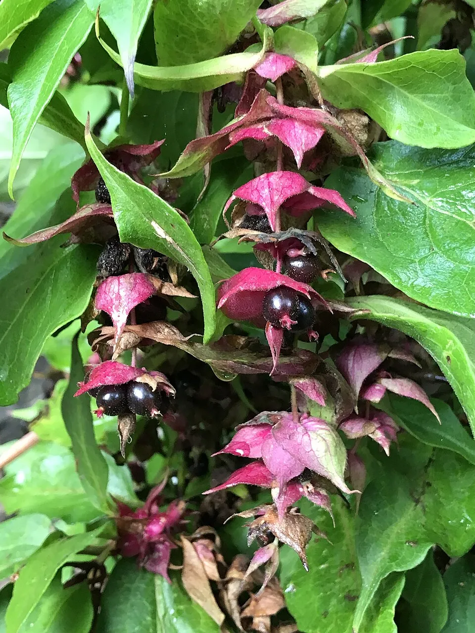 Himalájai fácánbogyó / Leycesteria formosa