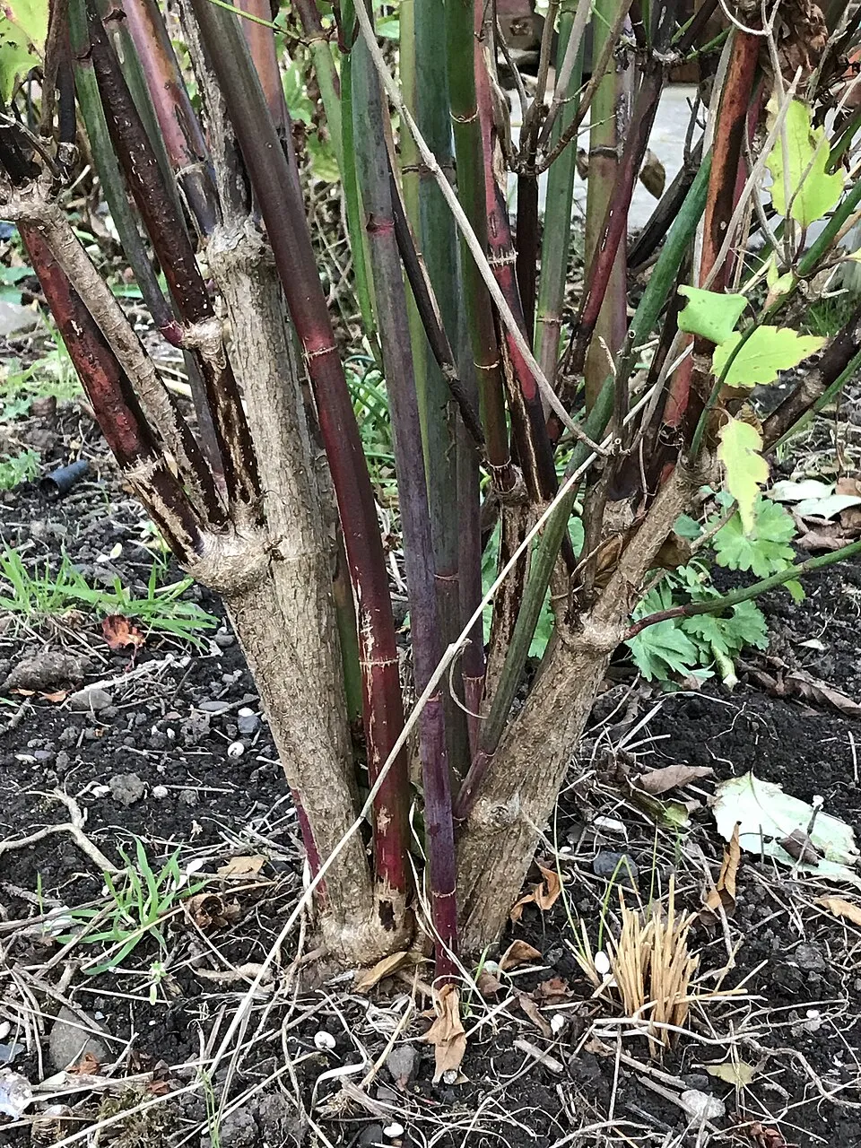 Himalájai fácánbogyó / Leycesteria formosa