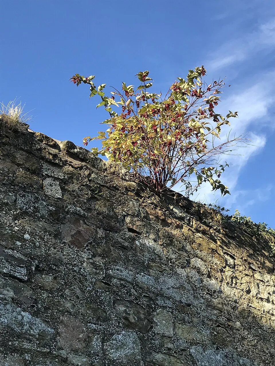 Himalájai fácánbogyó / Leycesteria formosa