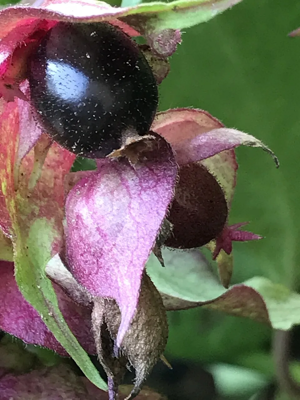 Himalájai fácánbogyó / Leycesteria formosa