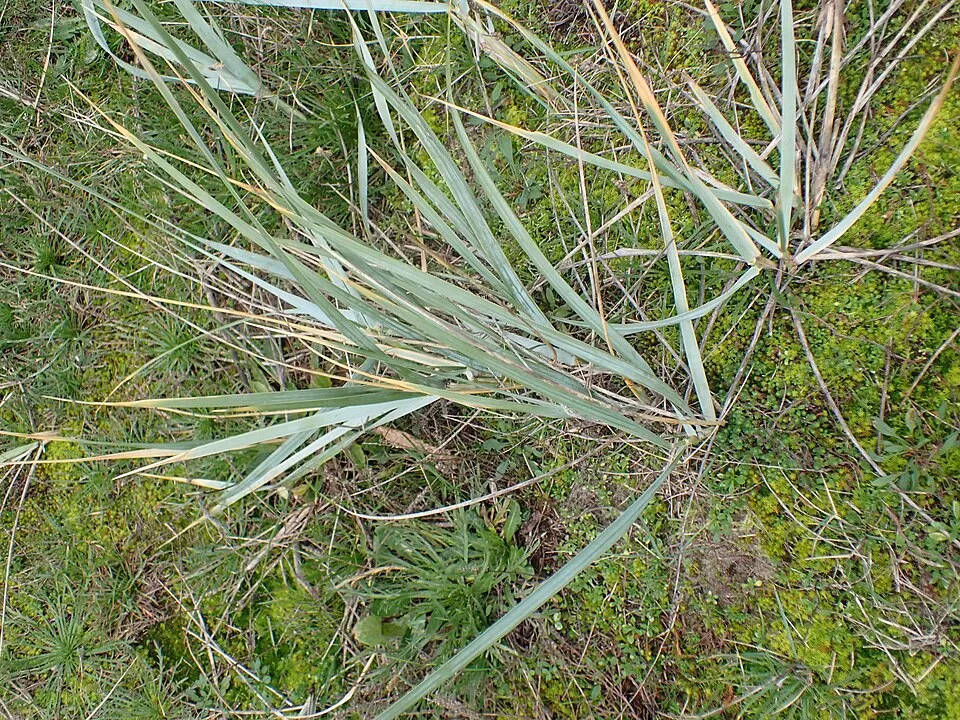 Homoki hajperje / Leymus arenarius 'Blue Danube'