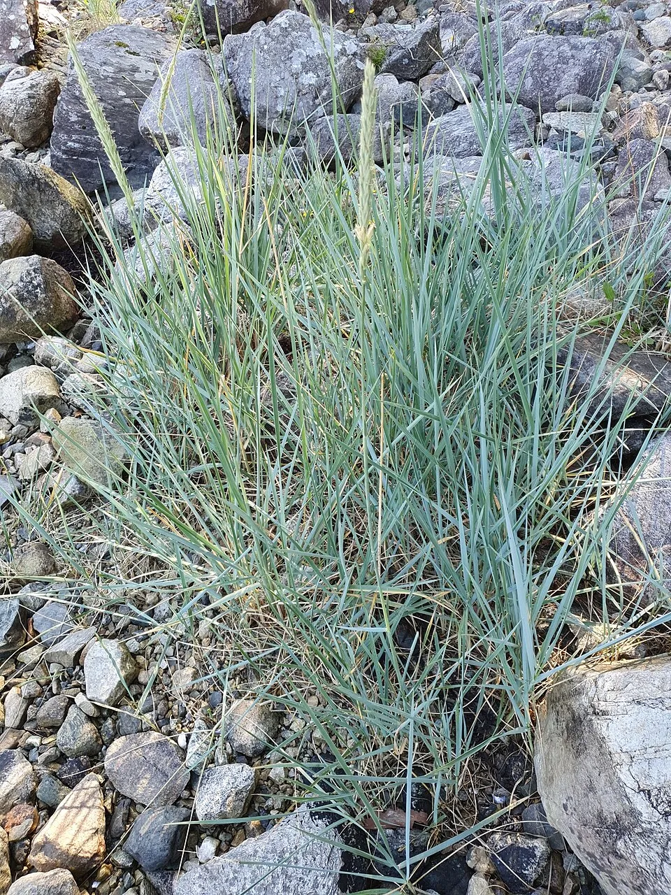 Homoki hajperje / Leymus arenarius 'Blue Danube'