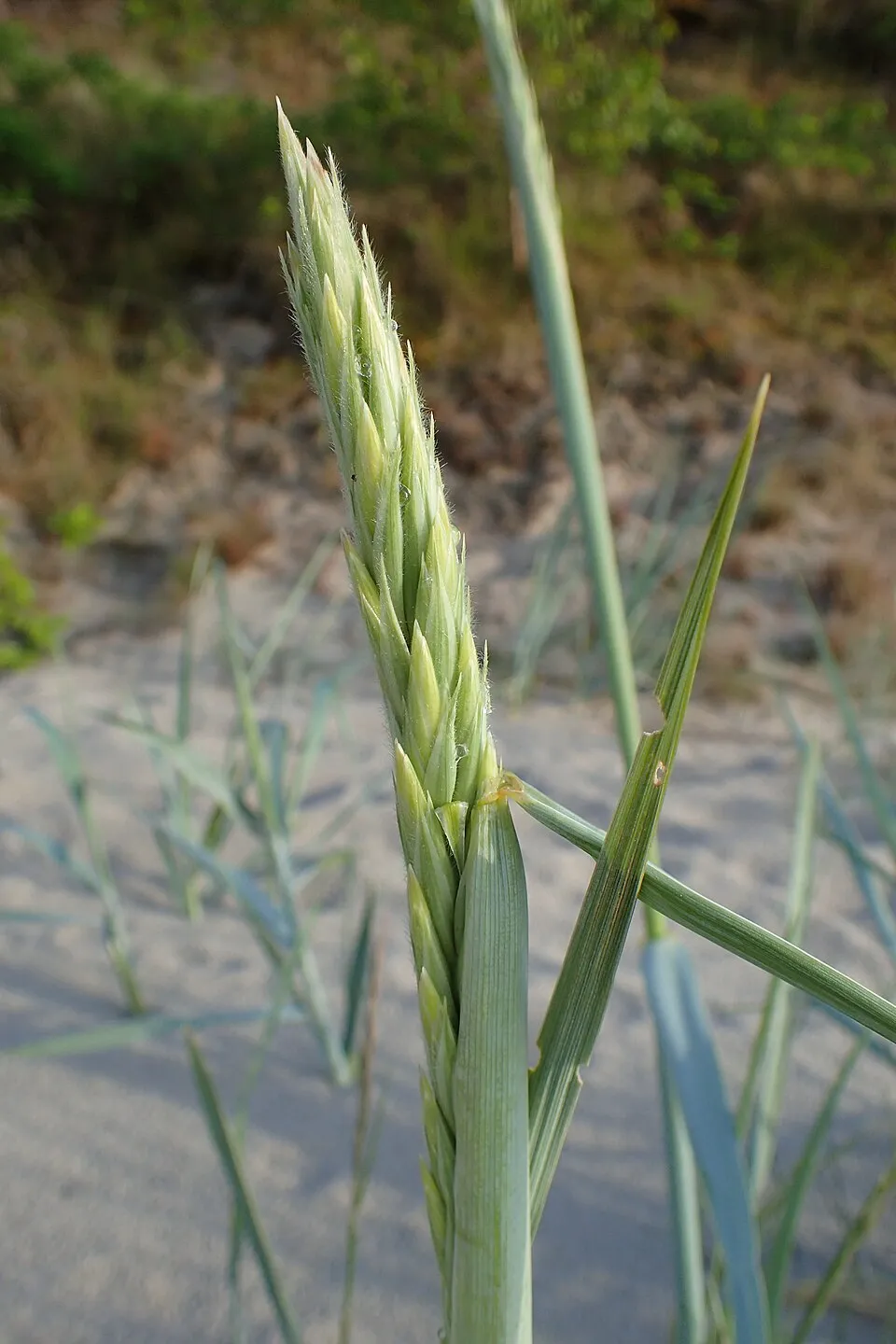 Homoki hajperje / Leymus arenarius 'Blue Danube'