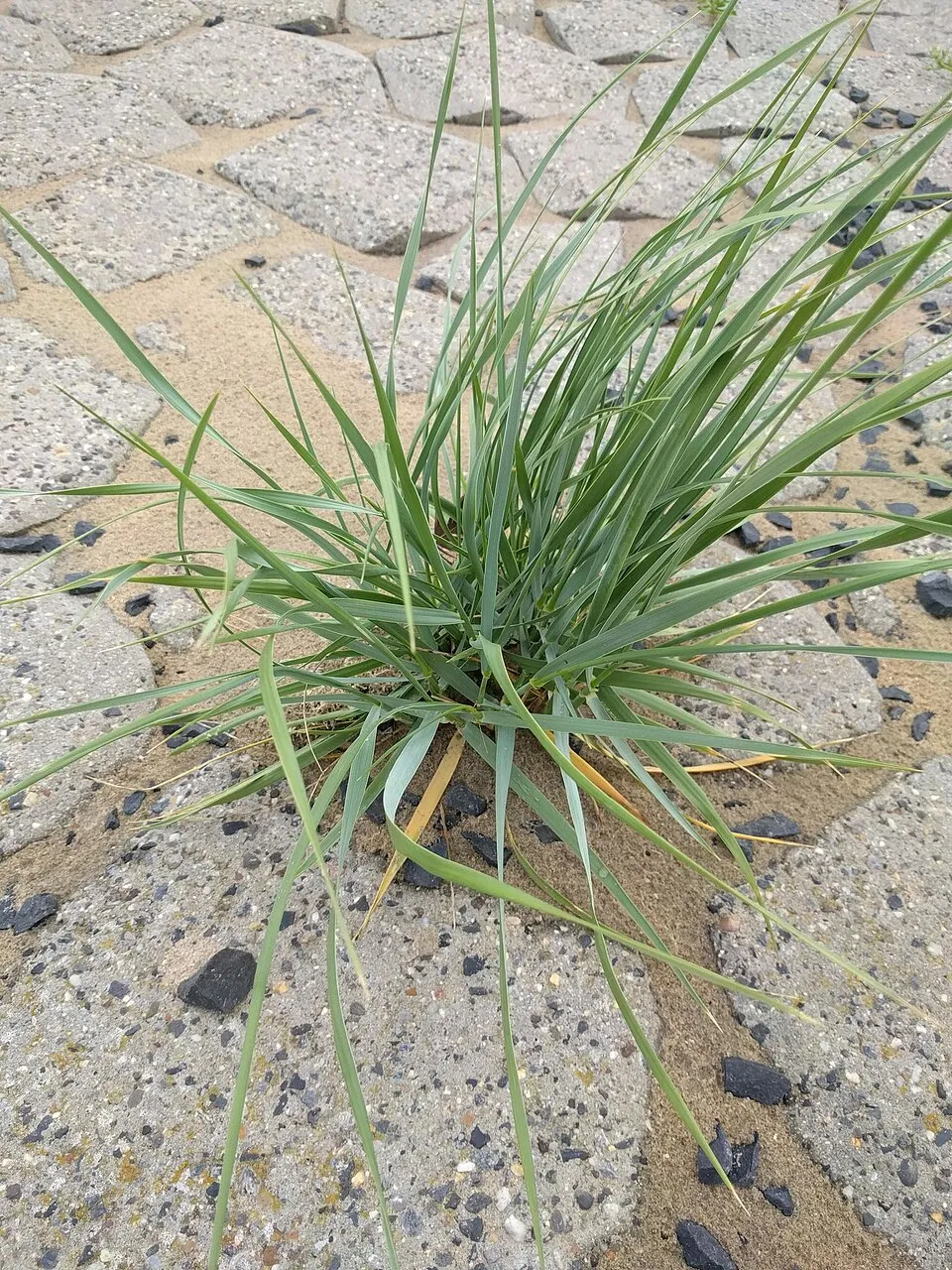 Homoki hajperje / Leymus arenarius 'Blue Danube'