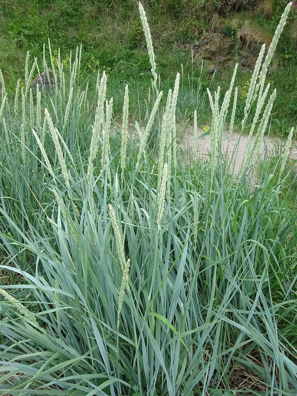 Homoki hajperje / Leymus arenarius 'Blue Danube'