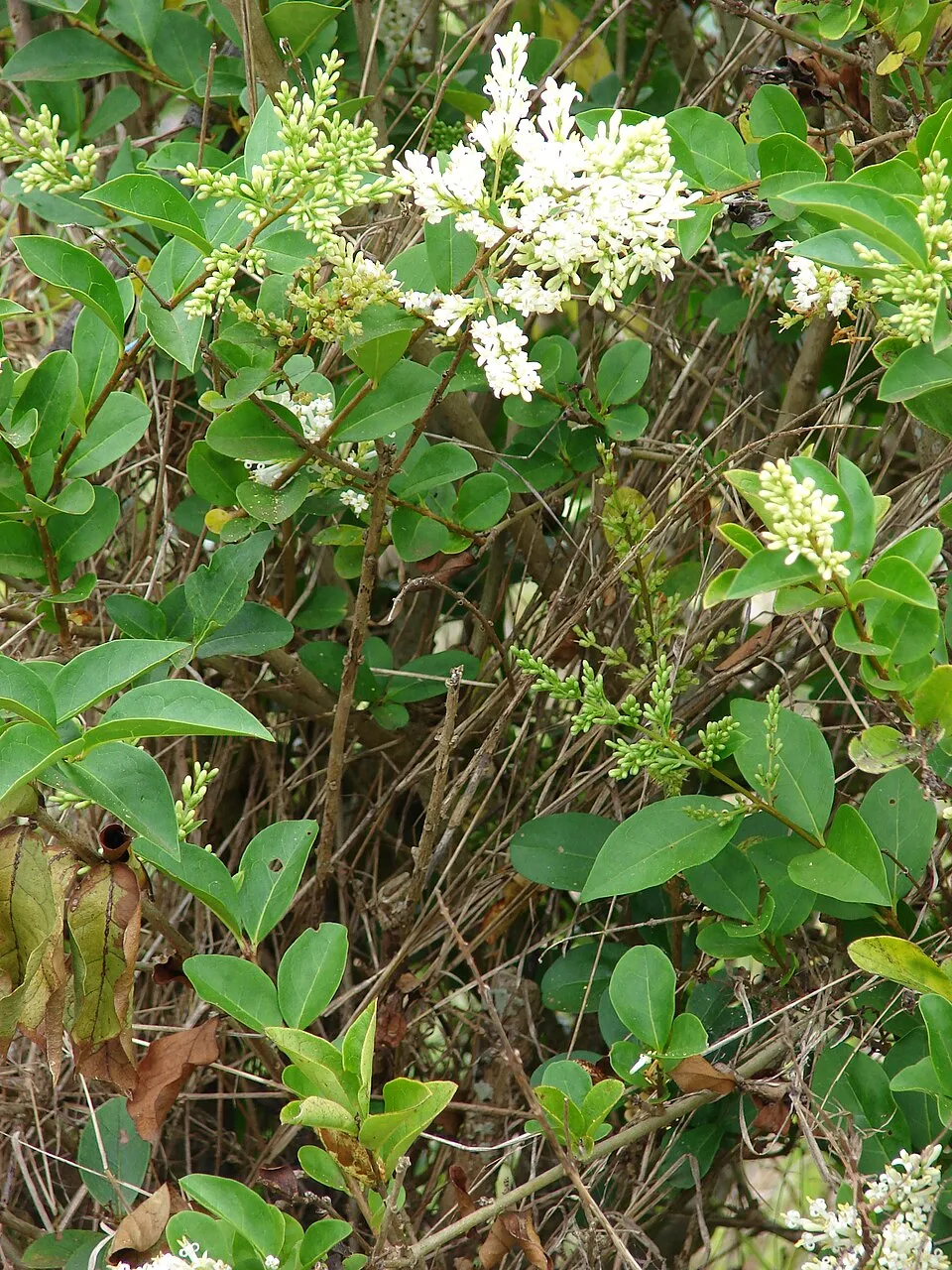 Télizöld fagyal / Ligustrum ovalifolium