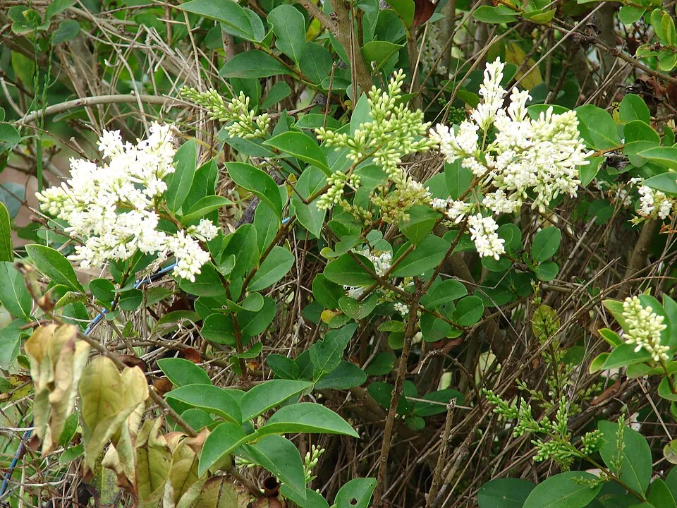 Télizöld fagyal / Ligustrum ovalifolium